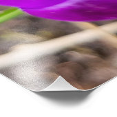 クロッカス フォトプリント            (角)