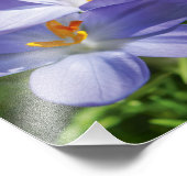 クロッカス フォトプリント            (角)