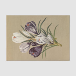 クロッカス・ベルヌス。バール.byアレントHendriica Arendsen 薄葉紙