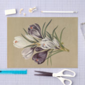 クロッカス・ベルヌス。バール.byアレントHendriica Arendsen 薄葉紙 (クラフト)