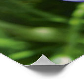 クロッカス ポスター (角)