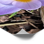 クロッカス ポスター (角)