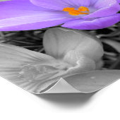 クロッカス ポスター (角)