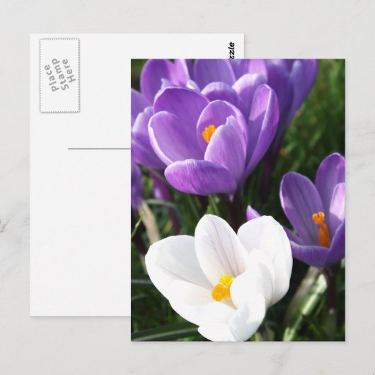 クロックスの花 ポストカード (正面/裏面)