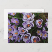 クロックス・パープル・アンド・ホワイト・フラワーの写真 ポストカード (正面/裏面)