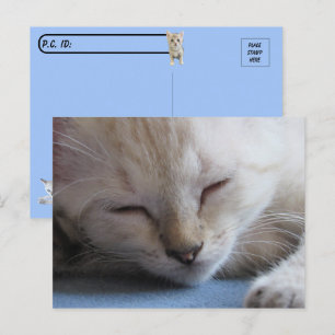 クロッシング眠るシャムの子猫 – 恋しく思冬 ポストカード