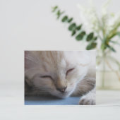 クロッシング眠るシャムの子猫 – 恋しく思冬 ポストカード (スタンド正面)
