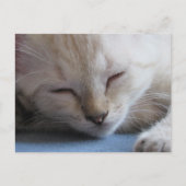 クロッシング眠るシャムの子猫 – 恋しく思冬 ポストカード (正面)