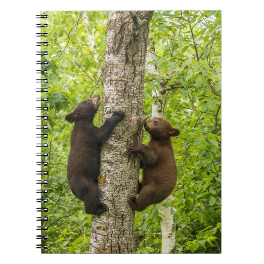 クロツマクマの子グマが木に登る ノートブック (正面)