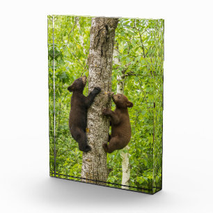 クロツマクマの子熊が木に登る フォトブロック