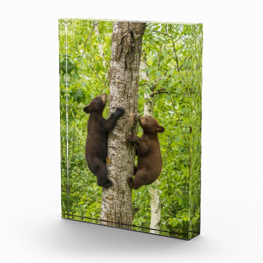 クロツマクマの子熊が木に登る フォトブロック (右)