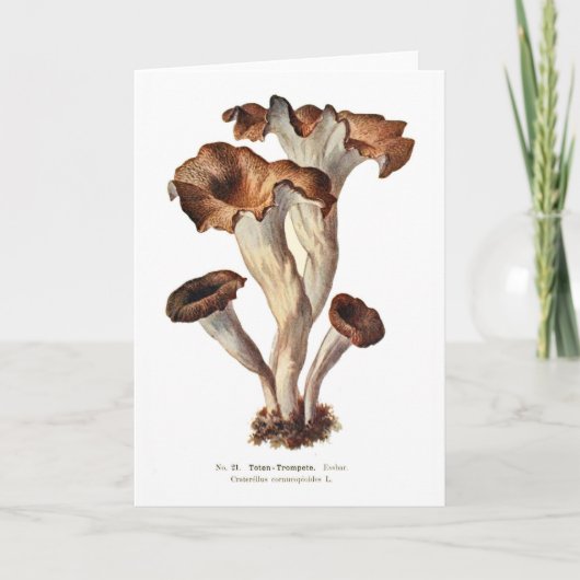 クロテレラス・コルヌコピオイド カード (正面)