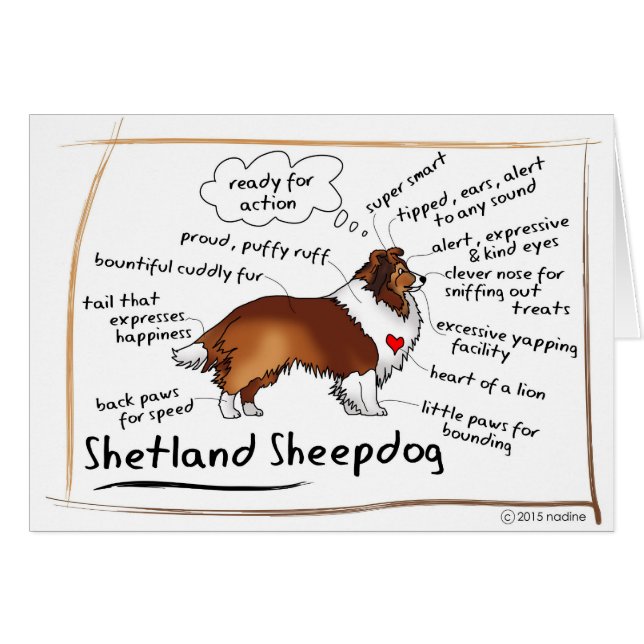 クロテンのシェットランド・シープドッグ (正面横)