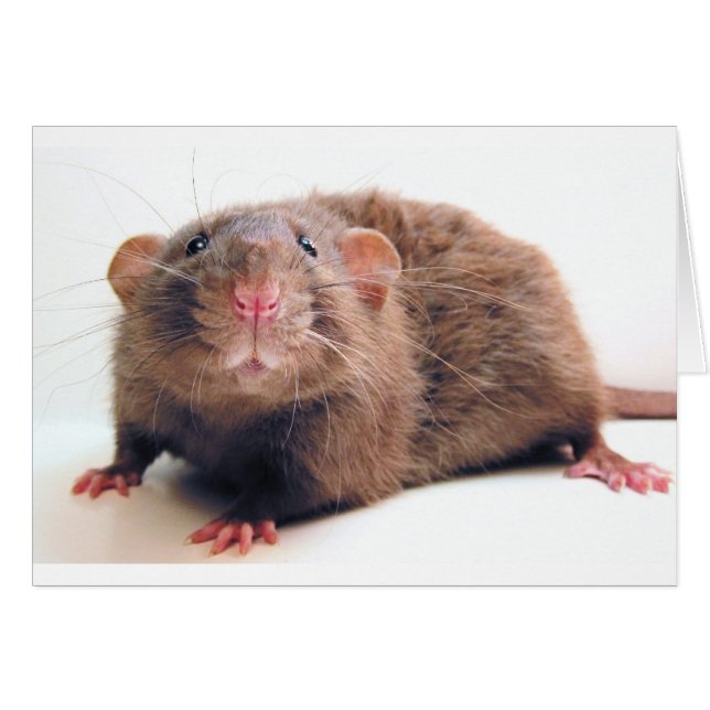 クロテンBurmalicious (正面横)