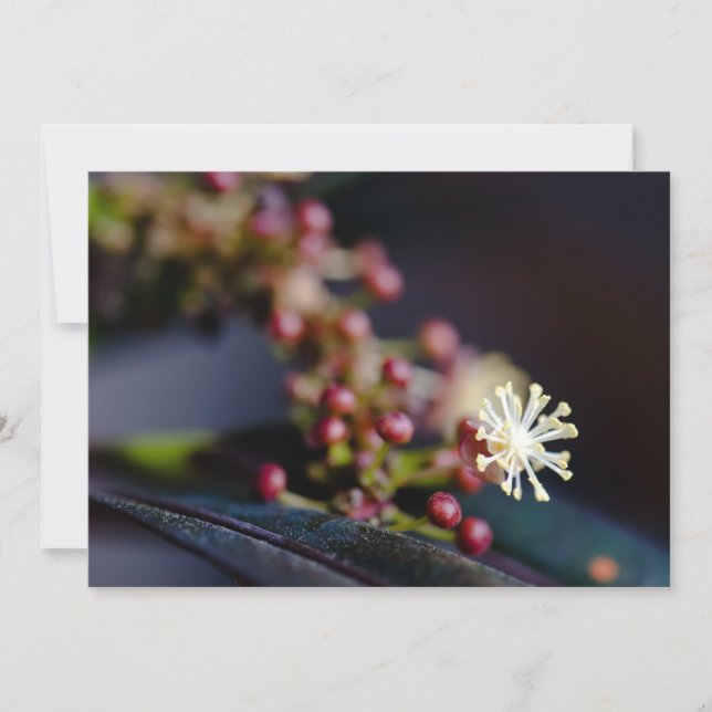 クロトンの花 (正面)