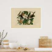 クロハシのカッコウ ポスター (キッチン)