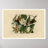 クロハシのカッコウ ポスター (正面)