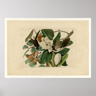 クロハシのカッコウ ポスター