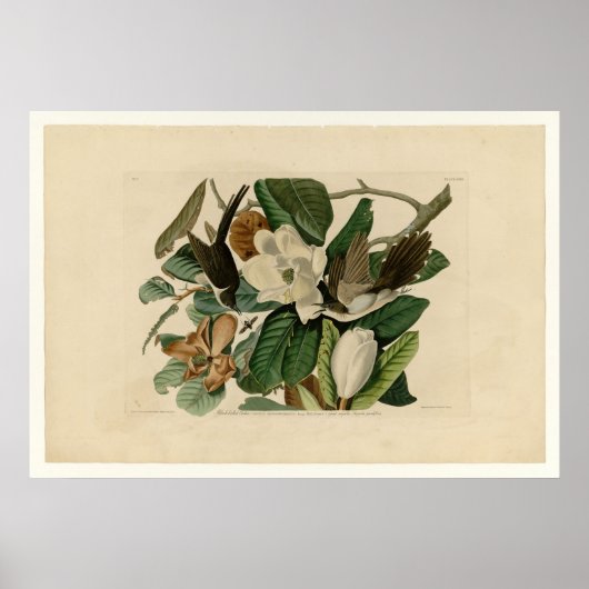 クロハシのカッコウ ポスター (正面)