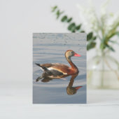 クロハシヒシクイ ポストカード (スタンド正面)