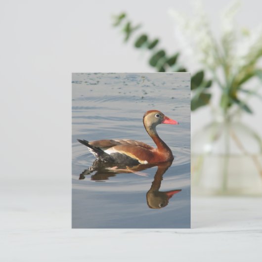 クロハシヒシクイ ポストカード (スタンド正面)