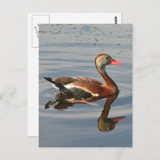 クロハシヒシクイ ポストカード (正面/裏面)