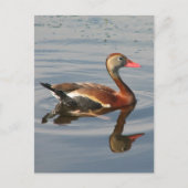 クロハシヒシクイ ポストカード (正面)