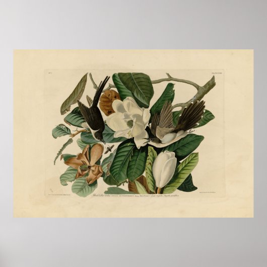 クロハシCuckoo – アメリカのオードボンの鳥 ポスター (正面)