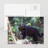 クロヒョウジャガー（Panthera onca） ポストカード (正面/裏面)