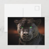 クロヒョウ ビッグキャット ポストカード (正面/裏面)