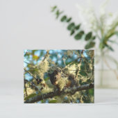 クロマツの実の中の赤ちゃんリス ポストカード (スタンド正面)