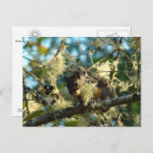 クロマツの実の中の赤ちゃんリス ポストカード (正面/裏面)