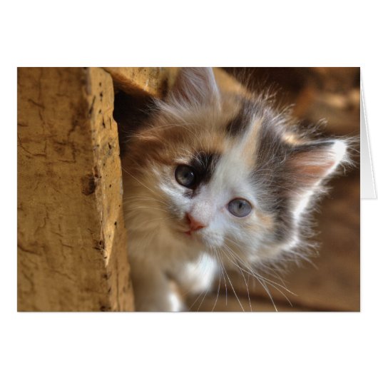 クロミカリコ子猫 (正面横)