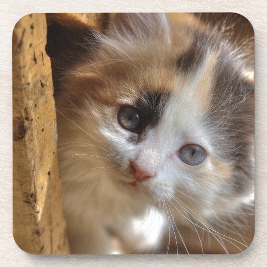 クロミカリコ子猫 コースター (正面)