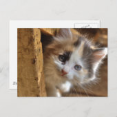 クロミカリコ子猫 ポストカード (正面/裏面)