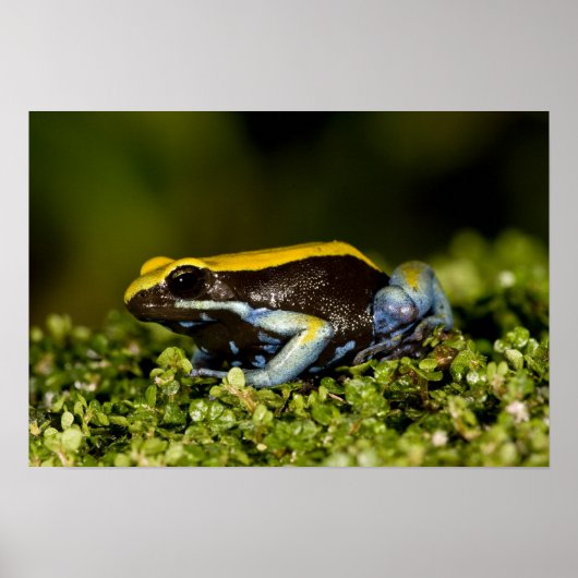 クロミミマンテラ、Mantella expectata、 ポスター (正面)