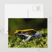 クロミミマンテラ、Mantella expectata、 ポストカード (正面/裏面)