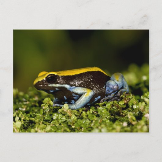 クロミミマンテラ、Mantella expectata、 ポストカード (正面)