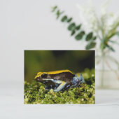 クロミミマンテラ、Mantella expectata、 ポストカード (スタンド正面)