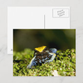 クロミミマンテラ, Mantella expectata, 2 ポストカード (正面/裏面)