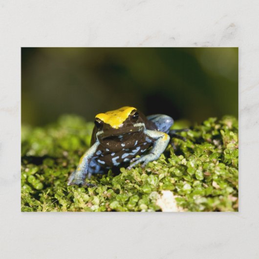クロミミマンテラ, Mantella expectata, 2 ポストカード (正面)