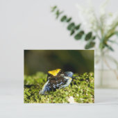 クロミミマンテラ, Mantella expectata, 2 ポストカード (スタンド正面)