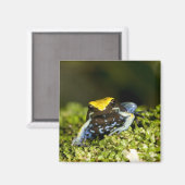クロミミマンテラ, Mantella expectata, 2 マグネット (正面/裏面)