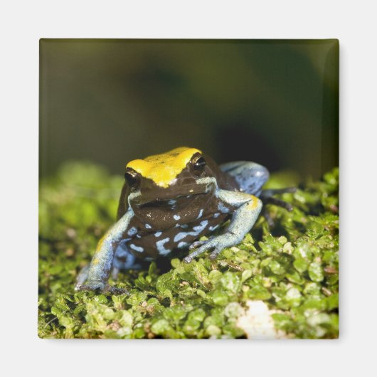 クロミミマンテラ, Mantella expectata, 2 マグネット (正面)