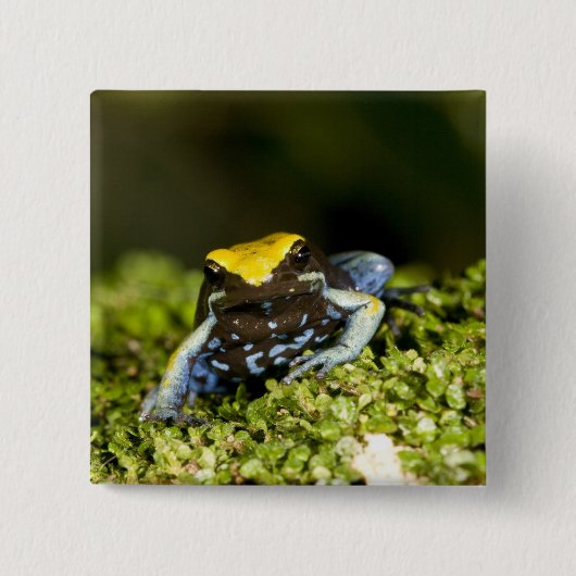 クロミミマンテラ, Mantella expectata, 2 缶バッジ (正面)