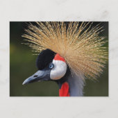 クロムクレーン ポストカード (正面)