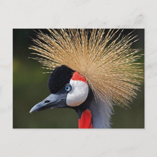 クロムクレーン ポストカード (正面)