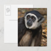 クロリスイショウテン (Hylobates Lar), モンキーーランド ポストカード (正面/裏面)