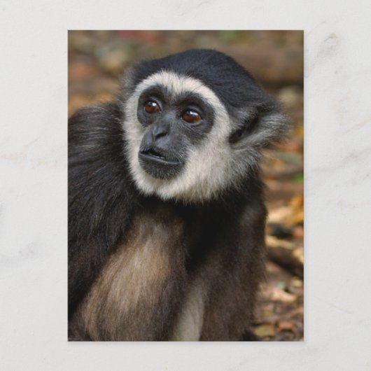 クロリスイショウテン (Hylobates Lar), モンキーーランド ポストカード (正面)