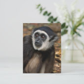 クロリスイショウテン (Hylobates Lar), モンキーーランド ポストカード (スタンド正面)